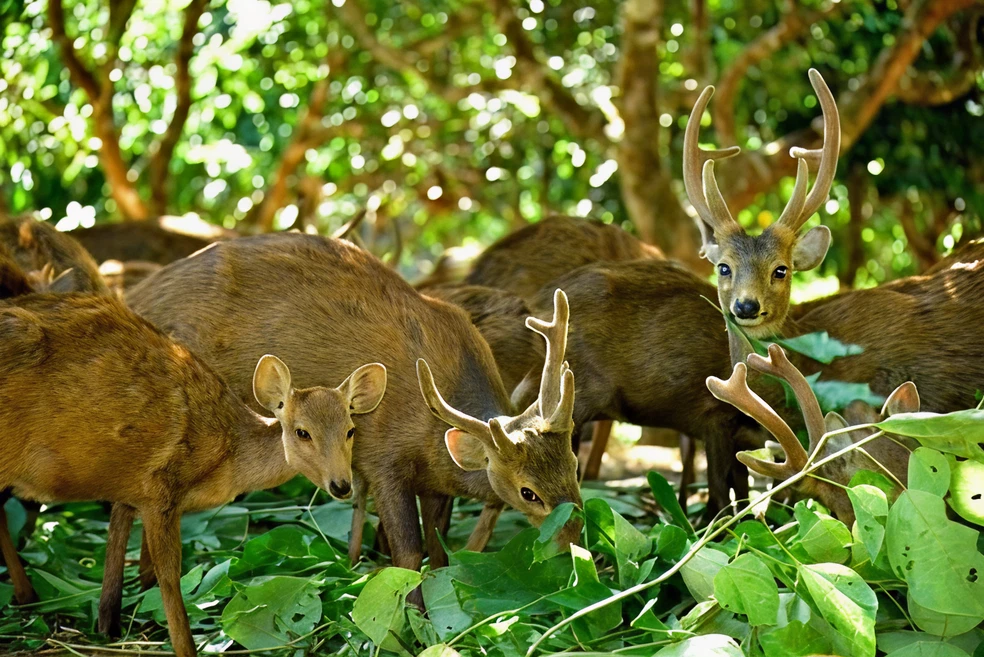 Foto Fauna Bawean